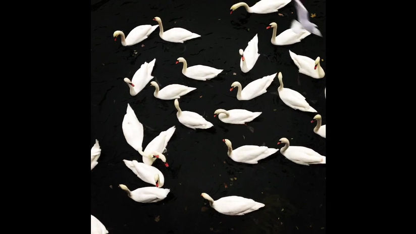 Synth Swans